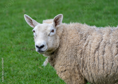 Female sheep in a field