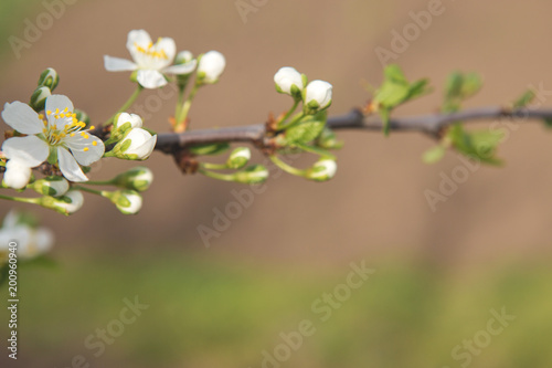 Blossoming tree in spring close-up 