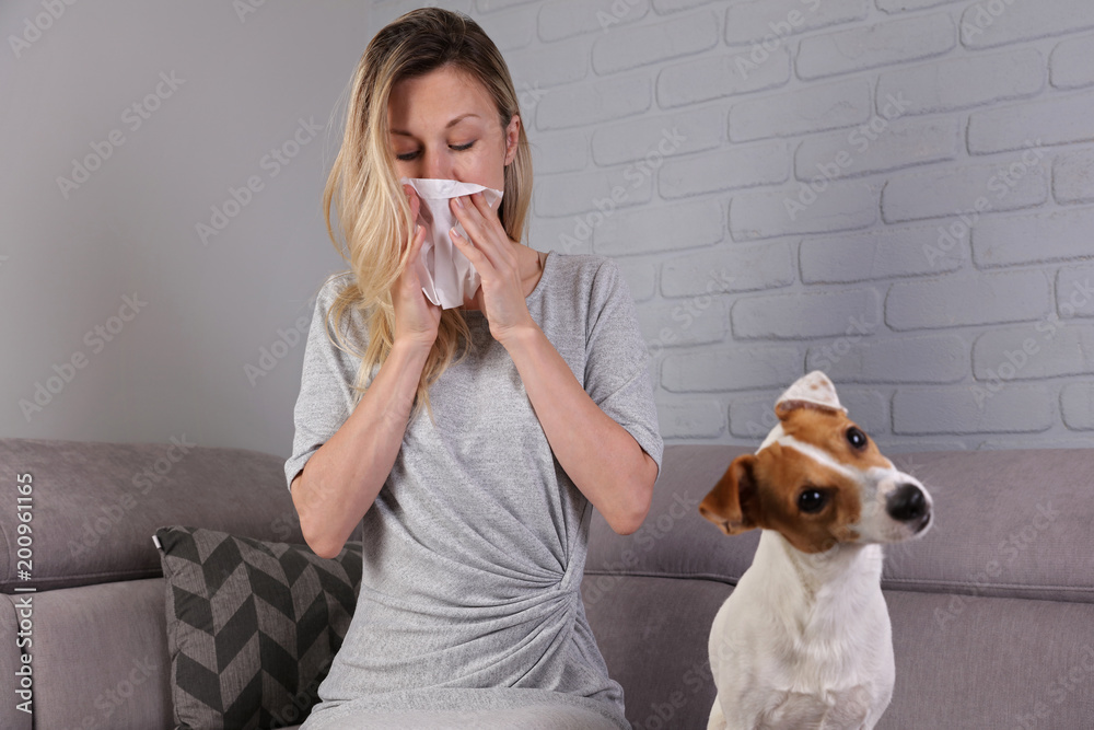 Fototapeta Człowiek mający objawy alergii na zwierzęta domowe: katar, astma