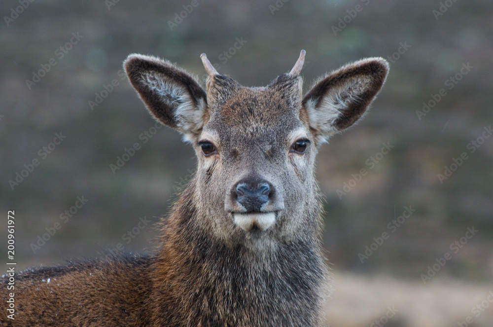 Roe Deer in Scottish Highlands