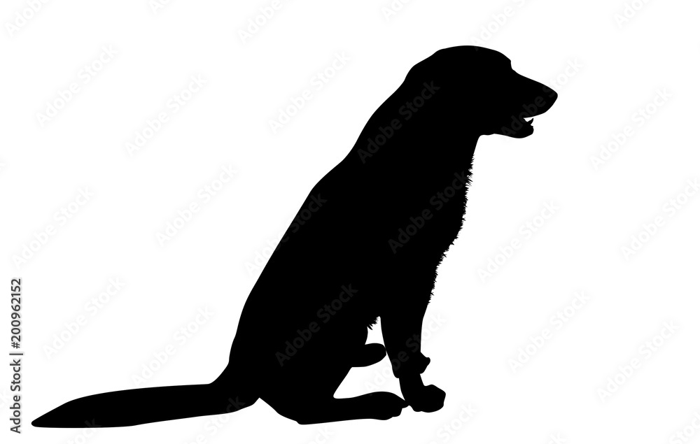 Silhouette of a dog on a white