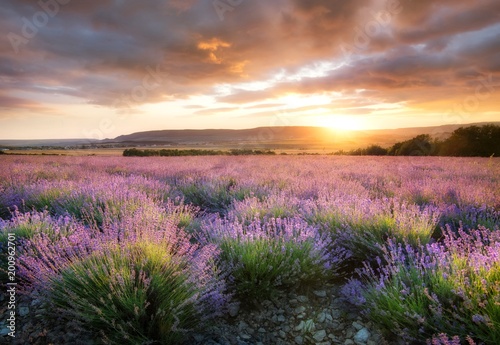 Lavender in the mountain valley during sunset. Beautiful natural landscape in the summer time