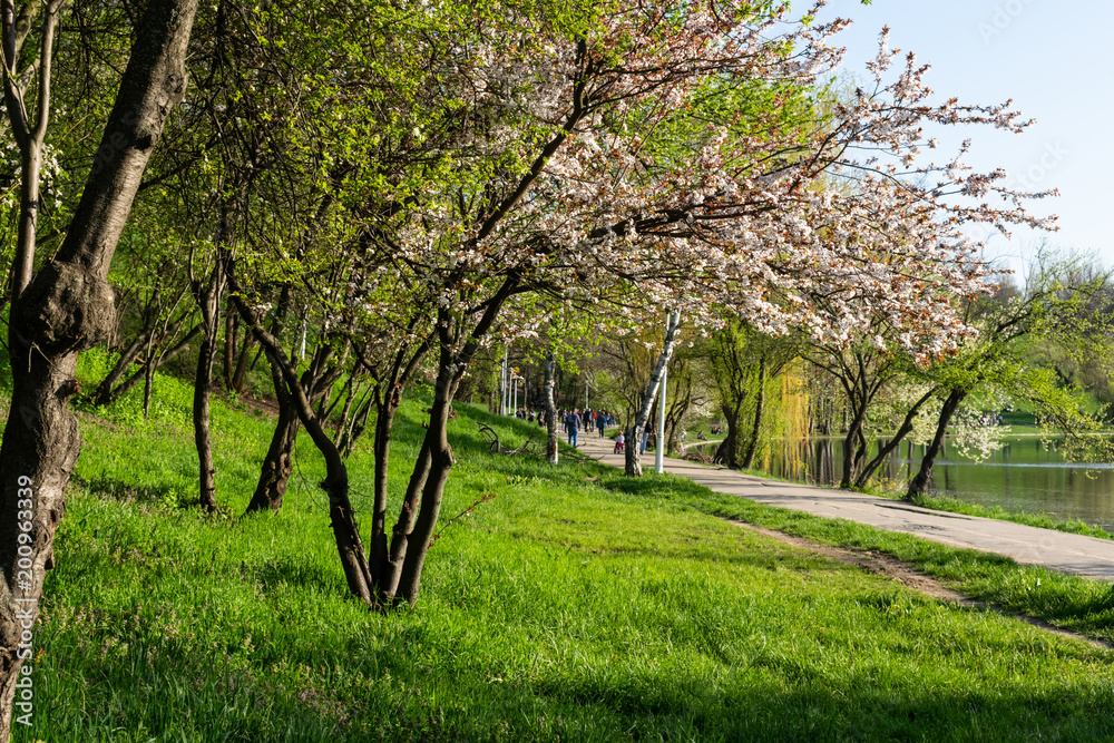 Obraz premium Spring ladscape