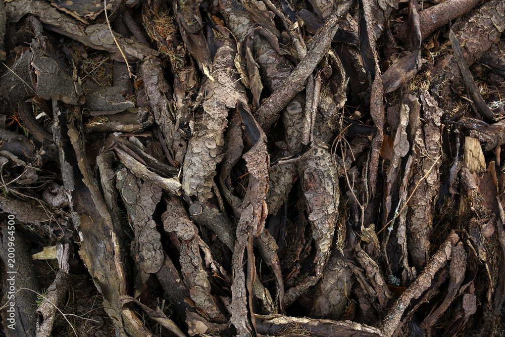 bark tree background or texture bark tree background or texture