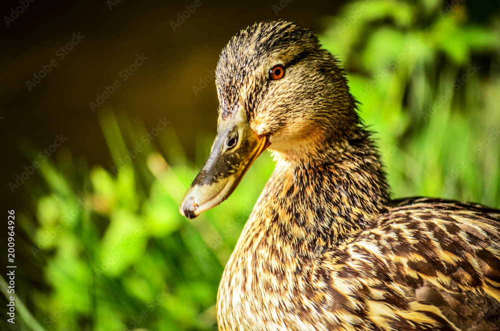Duck Duck