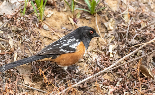 Spotted towhee with caterpillar at Rio Grande Nature Center in Albuquerque, New Mexico