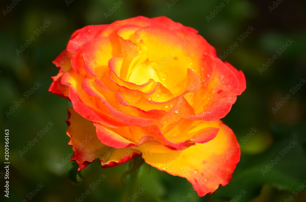 Orange red flower