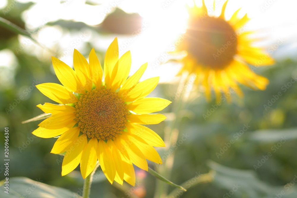Obraz premium Sunflower