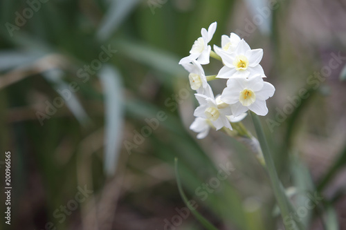 Fototapeta Naklejka Na Ścianę i Meble -  narciso