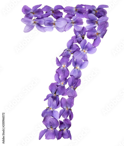 Arabic numeral 7, seven, from flowers of viola, isolated on white background