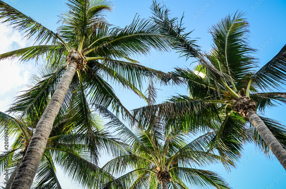 Obraz premium Palms