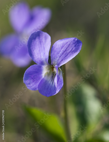 The first spring violet flowers close-up (selective focus)