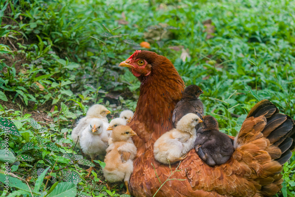Fototapeta premium hen and chicks happy