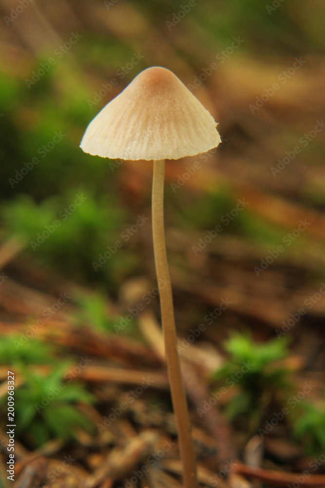 champignon coprin disséminé en automne champignon coprin disséminé en automne
