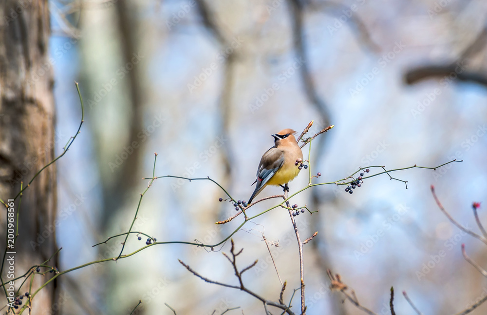 Cedar Waxwing bird in a bush with berries during Springtime Cedar Waxwing bird in a bush with berries during Springtime