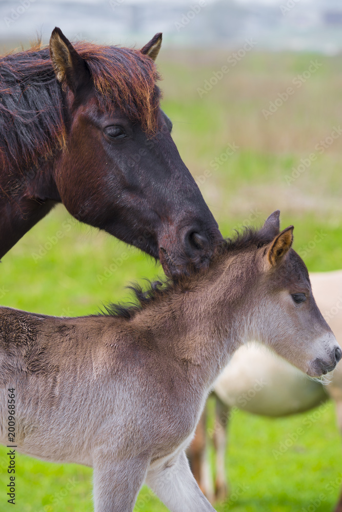 przewalski horse caring about her foal przewalski horse caring about her foal