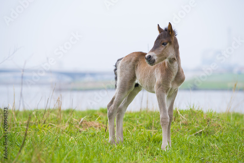 young przewalski horse foal