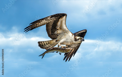 Osprey flying with large fish in talons