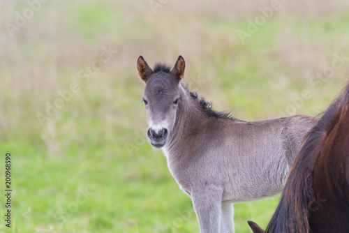 young przewalski horse foal