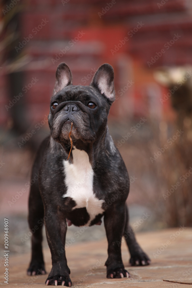 French Bulldog spring garden