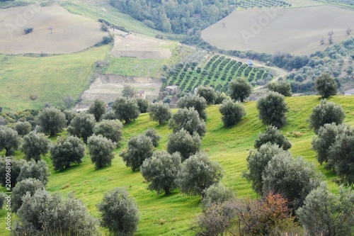 イタリアのオリーヴ収穫風景