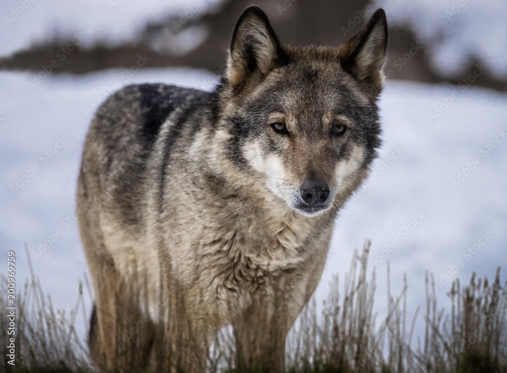 Wolf standing in dried grass on the snow in the forest
