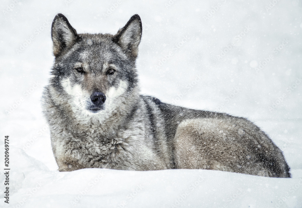 Fototapeta premium Wolf lying on the snow in the forest, it's snowing
