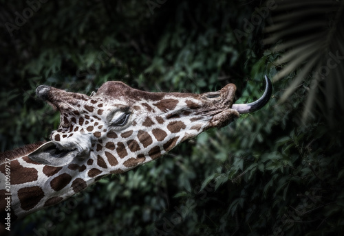 Amazing Giraffe eating with tongue photo