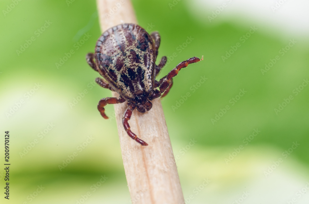 Fototapeta premium A dangerous parasite and a carrier of mite infection on a branch