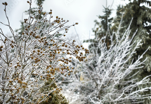Branches of trees covered with ice rain