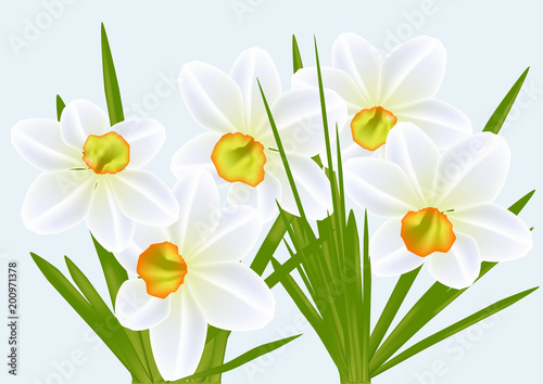 narcissi and blue sky