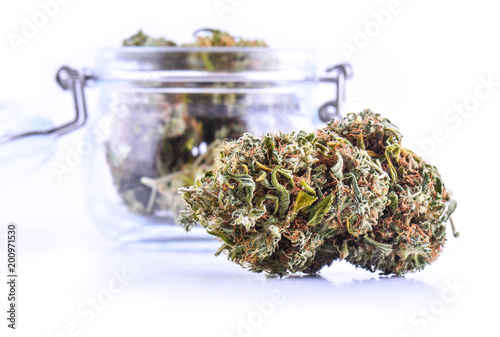 A large buds of fresh cannabis harvest in the hands. Concepts of cultivating grow medical marijuana close up