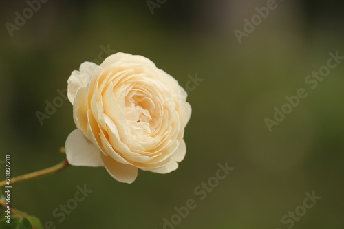 Light White Cream Rose   Flower for a Wedding 