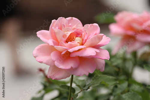 Fototapeta Naklejka Na Ścianę i Meble -  Pink Blossomed Rose / Flower  