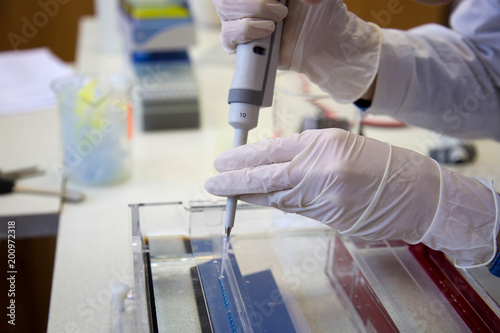 Scientist puts samples of of DNA fragments into agarose gel for electrophoresis using pipette  photo