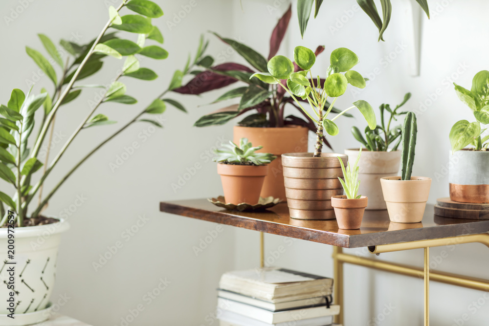 The modern room interior with a lot of different plants in design pots on the brown vintage shelf. Home interior of nature lover. The modern room interior with a lot of different plants in design pots on the brown vintage shelf. Home interior of nature lover.