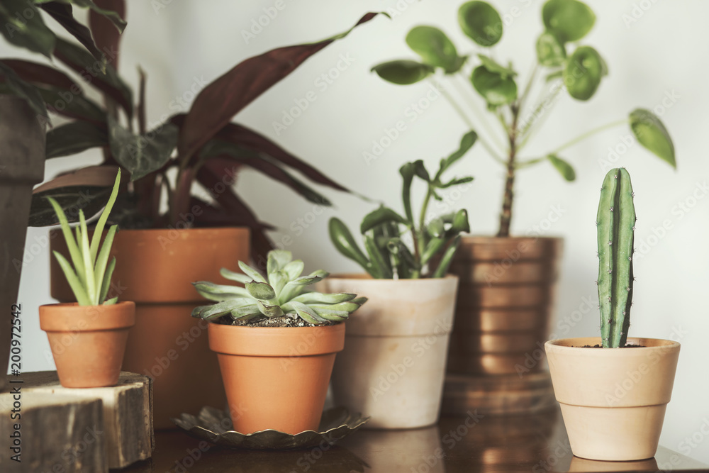 Obraz premium Various pots with plants&nbsp;