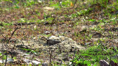 Wild bees wake up after winter swarming on the lawn on a warm sunny day photo