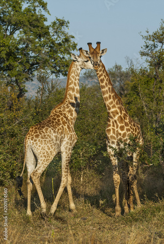 Giraffa, Kruger National Park © foto4440