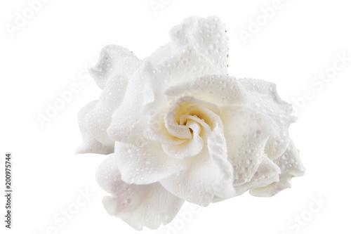 beautiful white flower gardenia on  White background
