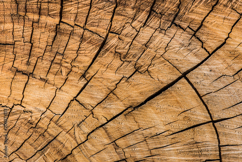 Heartwood Texture with Cracks
