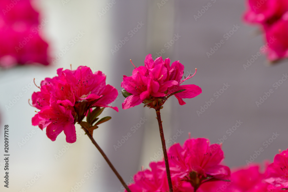 Obraz premium Flower