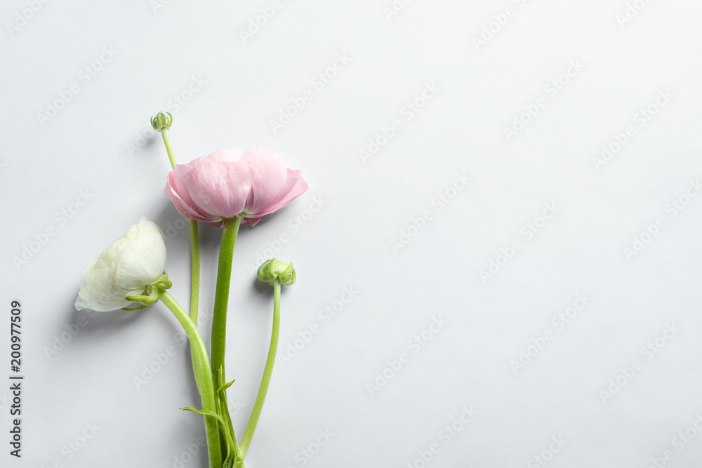 Beautiful ranunculus flowers on white background Beautiful ranunculus flowers on white background