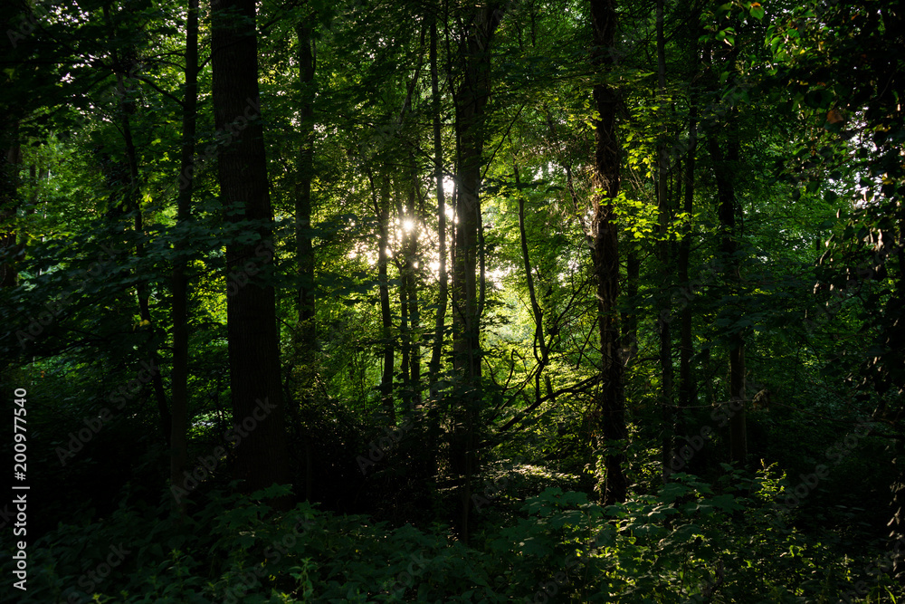 Golden sunlight between densely packed trees in Haagse Bos, forest in The Hague Golden sunlight between densely packed trees in Haagse Bos, forest in The Hague