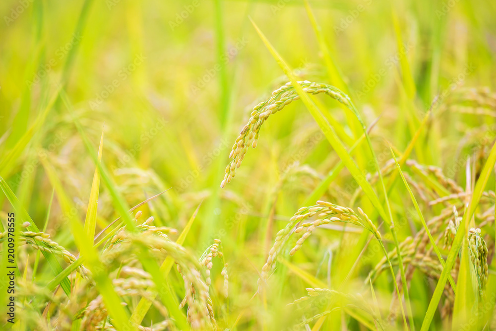 scarecrow was set up in golden rice field of Thailand, Golden Blurry rice grain in foreground and background scarecrow was set up in golden rice field of Thailand, Golden Blurry rice grain in foreground and background