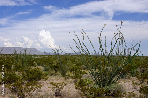 Ocotillo in the Desert photo