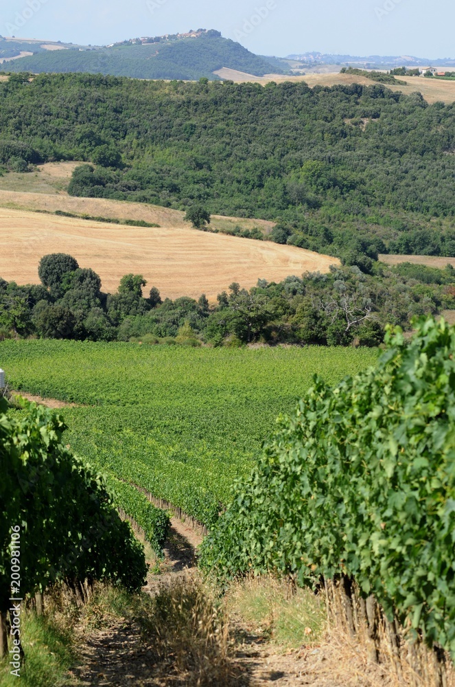 イタリア、トスカーナの秋のぶどう収穫風景 イタリア、トスカーナの秋のぶどう収穫風景