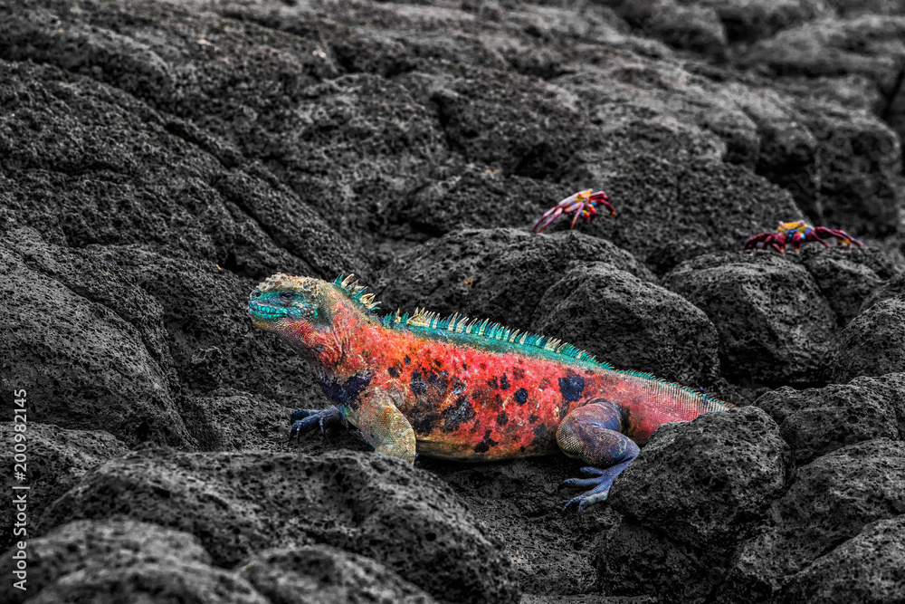 Naklejka premium Bożonarodzeniowa iguana na wyspie Espanola na wyspach Galapagos. Samiec legwana morskiego z krabami Sally Lightfoot w tle. Niesamowita przyroda i przyroda na wyspach Galapagos, Ekwador, Ameryka Południowa.