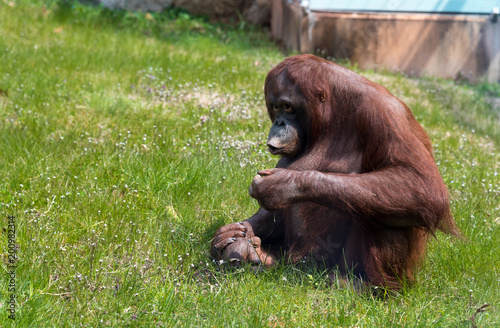 Orangutan
