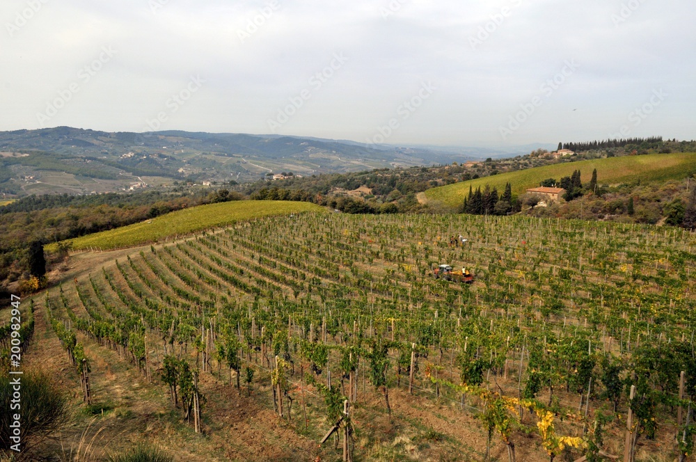  イタリア、トスカーナの秋のぶどう収穫風景
